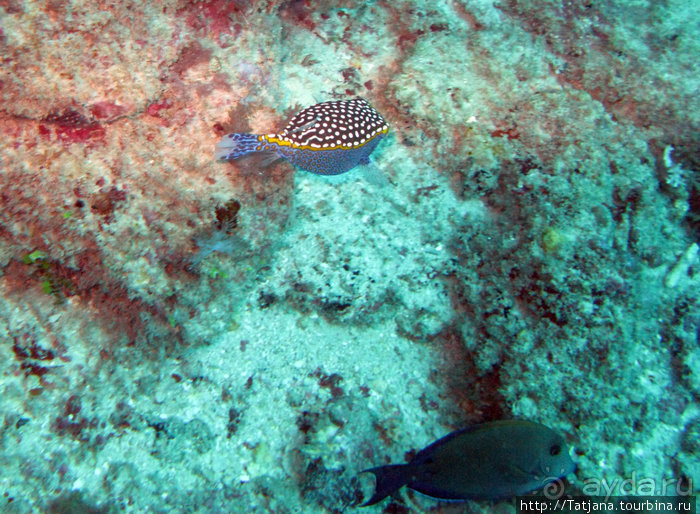 Дайвинг в Африке - район Diani Beach.