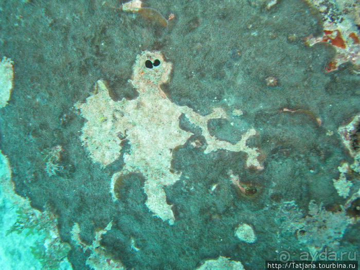 Дайвинг в Африке - район Diani Beach.