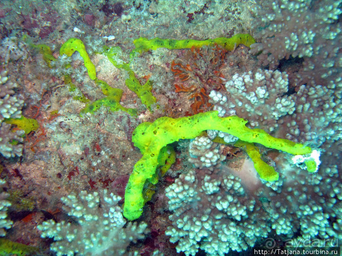 Дайвинг в Африке - район Diani Beach.