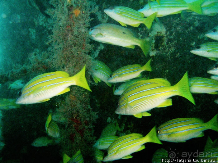 Дайвинг в Африке - район Diani Beach.