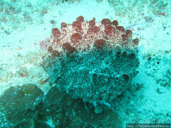 Дайвинг в Африке - район Diani Beach.