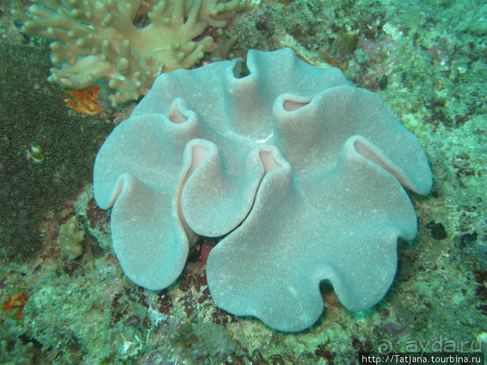 Дайвинг в Африке - район Diani Beach.
