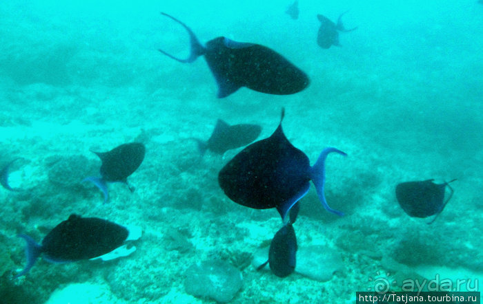 Дайвинг в Африке - район Diani Beach.