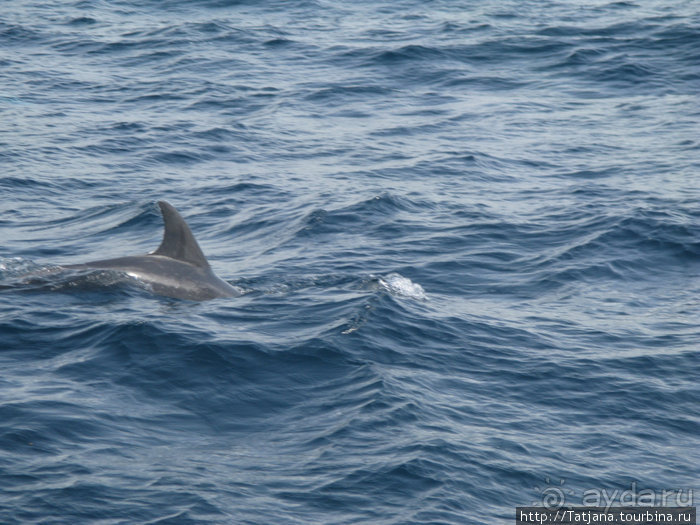 Дайвинг в Африке - район Diani Beach.