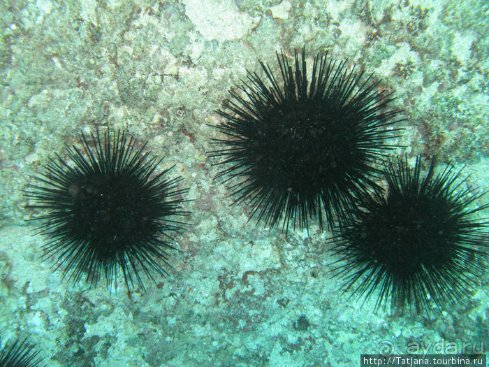 Дайвинг в Африке - район Diani Beach.