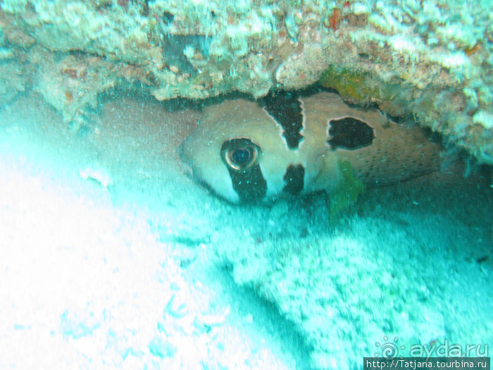 Дайвинг в Африке - район Diani Beach.