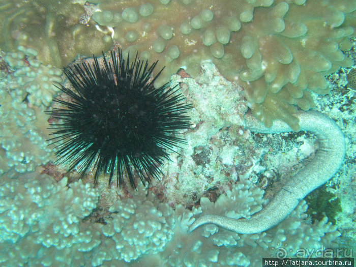 Дайвинг в Африке - район Diani Beach.