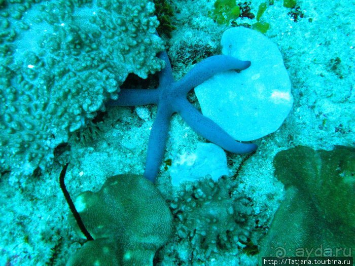 Дайвинг в Африке - район Diani Beach.