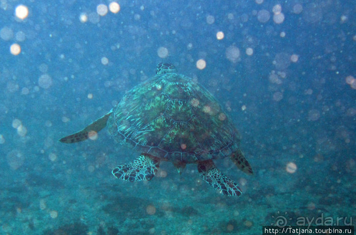 Дайвинг в Африке - район Diani Beach.