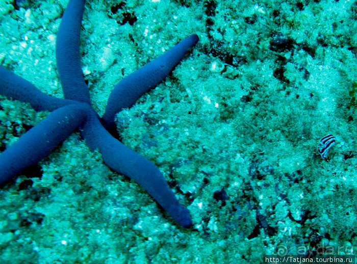 Дайвинг в Африке - район Diani Beach.