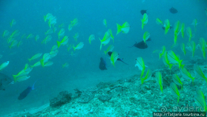 Дайвинг в Африке - район Diani Beach.