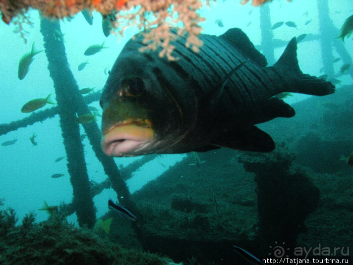 Дайвинг в Африке - район Diani Beach.
