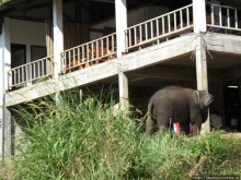 Рафтинг по Тайски...