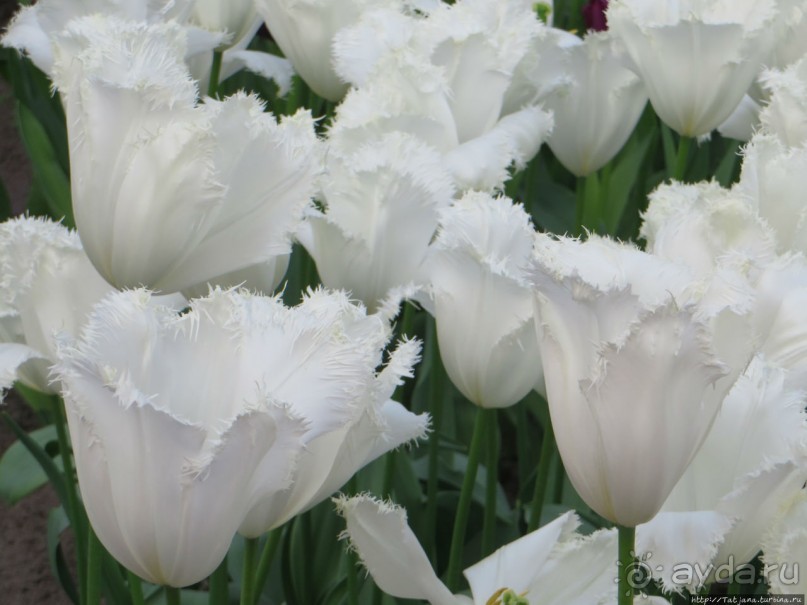 Тюльпаны из павильона Короля Голландии Willem-Alexander