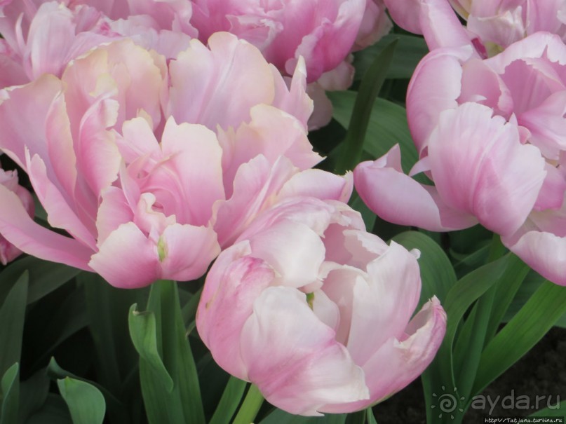 Тюльпаны из павильона Короля Голландии Willem-Alexander