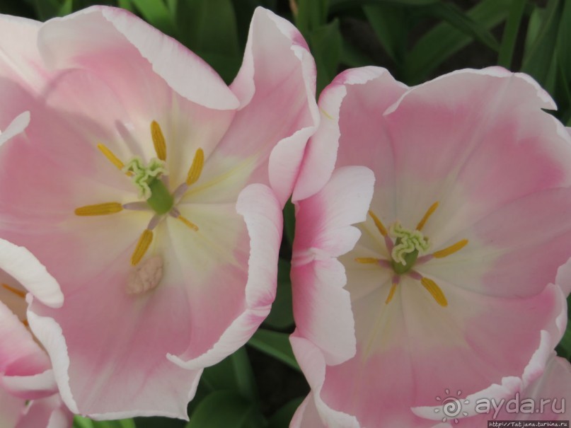 Тюльпаны из павильона Короля Голландии Willem-Alexander