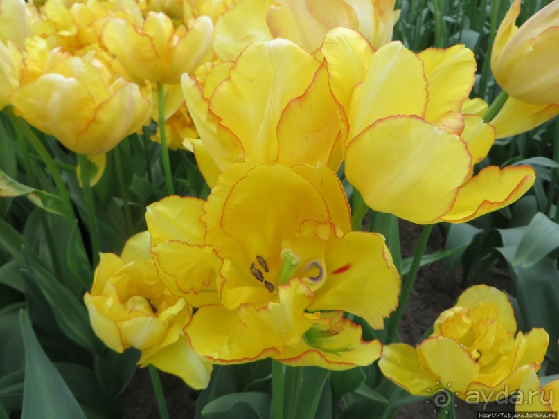 Тюльпаны из павильона Короля Голландии Willem-Alexander