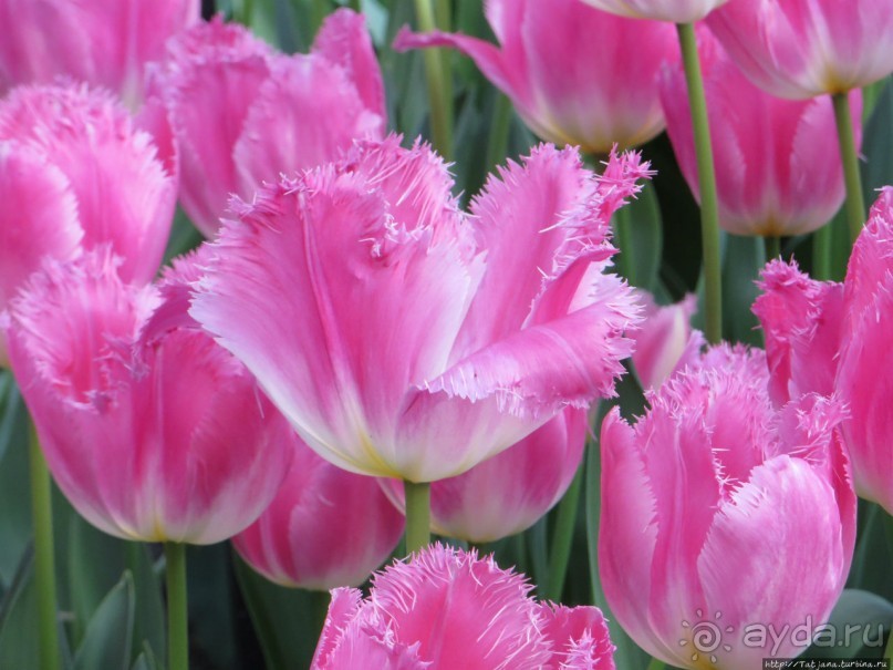 Тюльпаны из павильона Короля Голландии Willem-Alexander