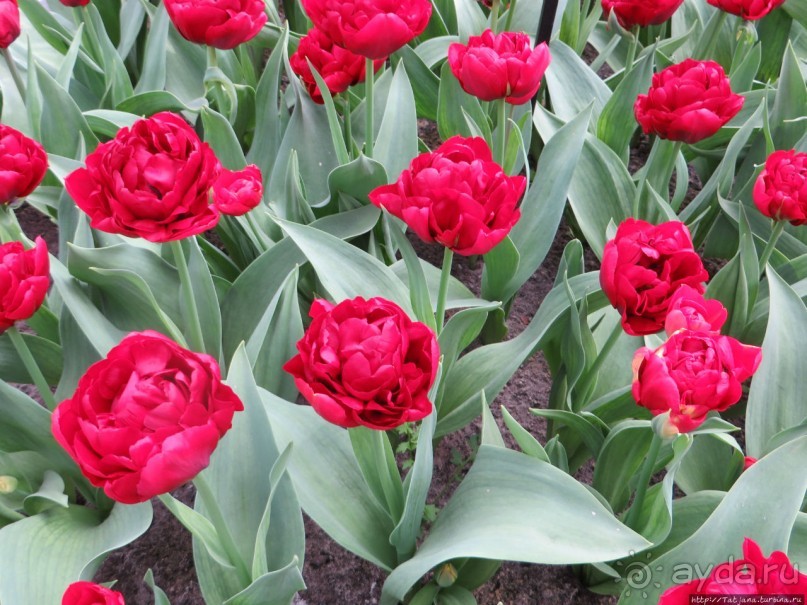 Тюльпаны из павильона Короля Голландии Willem-Alexander