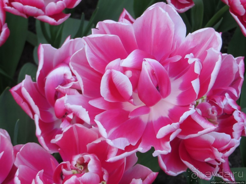 Тюльпаны из павильона Короля Голландии Willem-Alexander