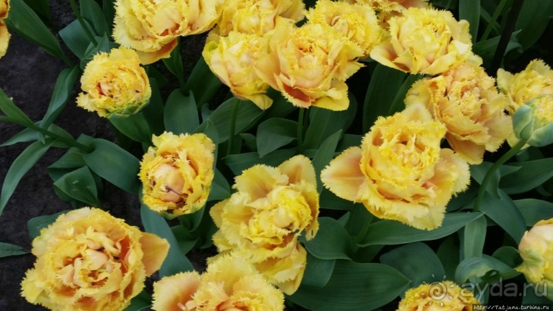 Тюльпаны из павильона Короля Голландии Willem-Alexander