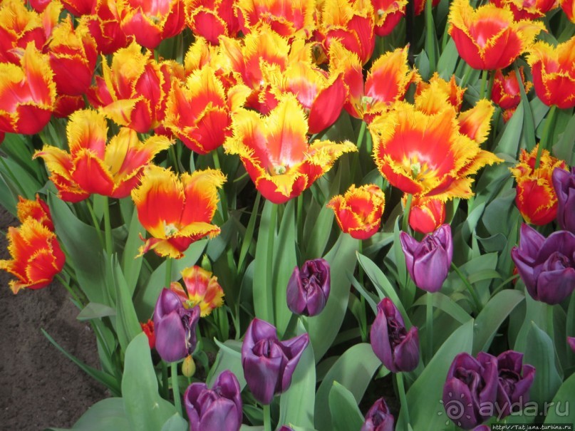 Тюльпаны из павильона Короля Голландии Willem-Alexander