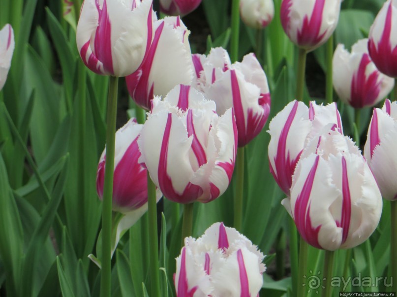 Тюльпаны из павильона Короля Голландии Willem-Alexander