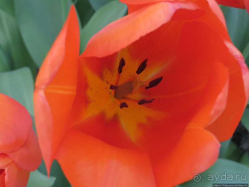 Тюльпаны из павильона Короля Голландии Willem-Alexander