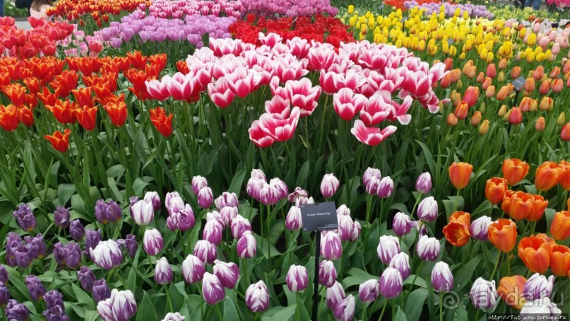 Тюльпаны из павильона Короля Голландии Willem-Alexander