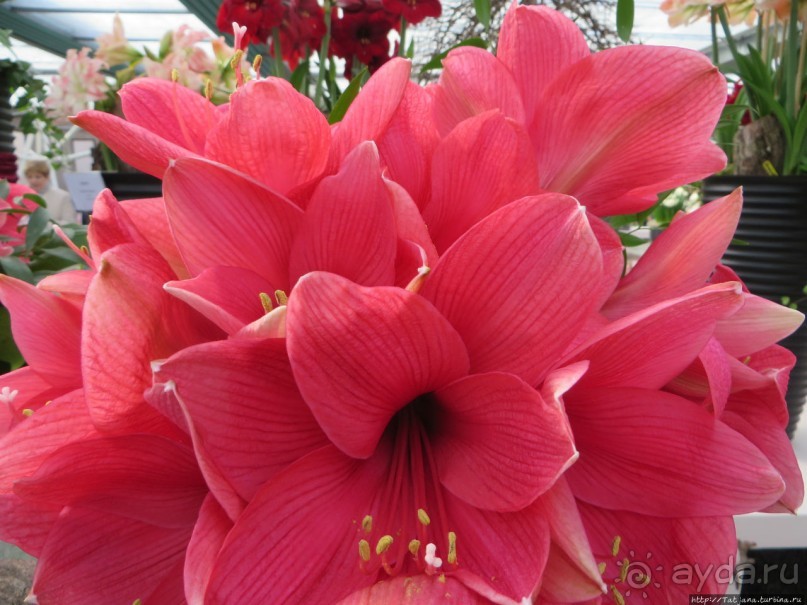 Тюльпаны из павильона Короля Голландии Willem-Alexander