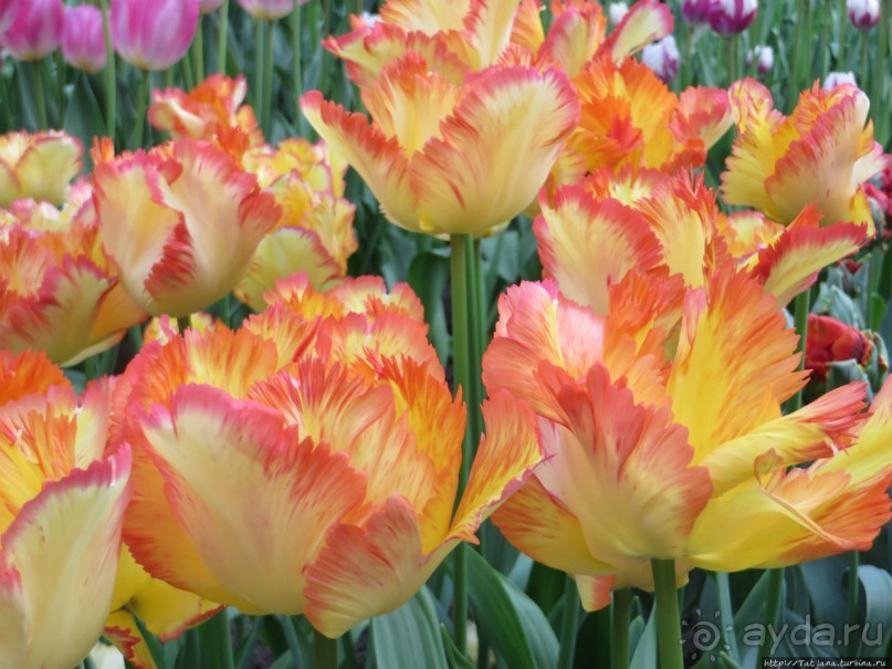 Тюльпаны из павильона Короля Голландии Willem-Alexander