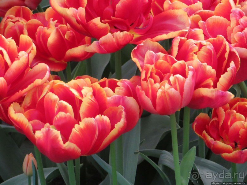 Тюльпаны из павильона Короля Голландии Willem-Alexander
