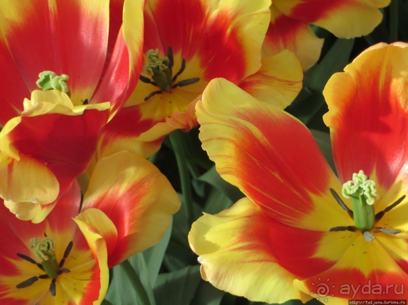 Тюльпаны из павильона Короля Голландии Willem-Alexander