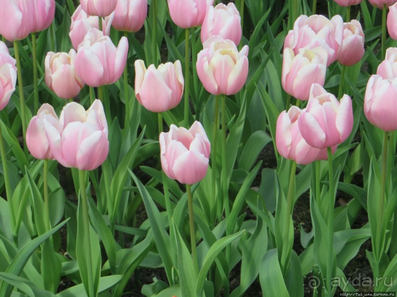 Тюльпаны из павильона Короля Голландии Willem-Alexander