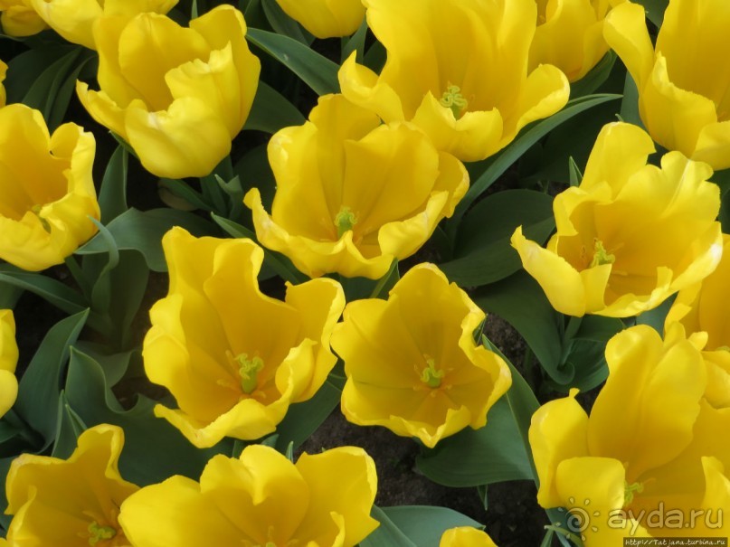 Тюльпаны из павильона Короля Голландии Willem-Alexander