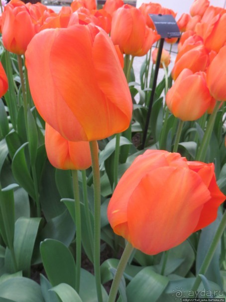 Тюльпаны из павильона Короля Голландии Willem-Alexander