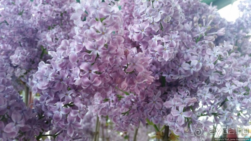 Тюльпаны из павильона Короля Голландии Willem-Alexander