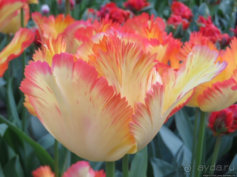 Тюльпаны из павильона Короля Голландии Willem-Alexander