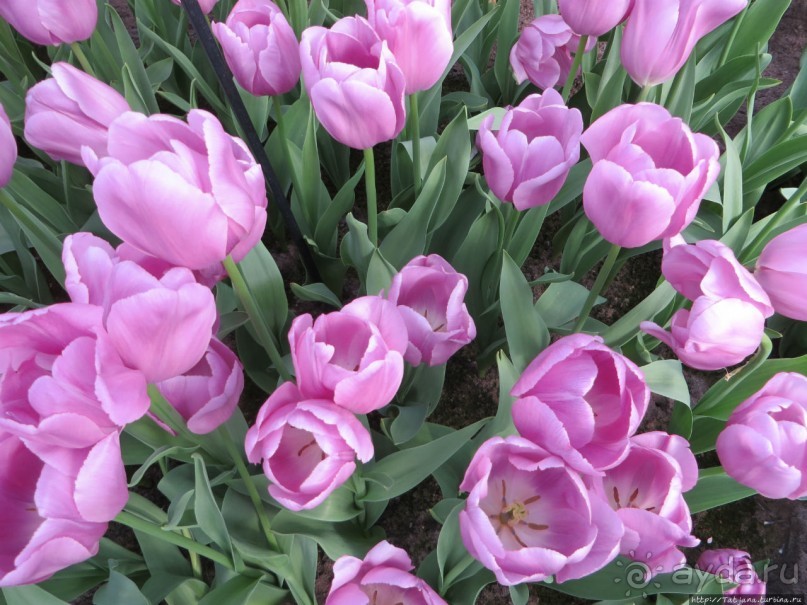 Тюльпаны из павильона Короля Голландии Willem-Alexander