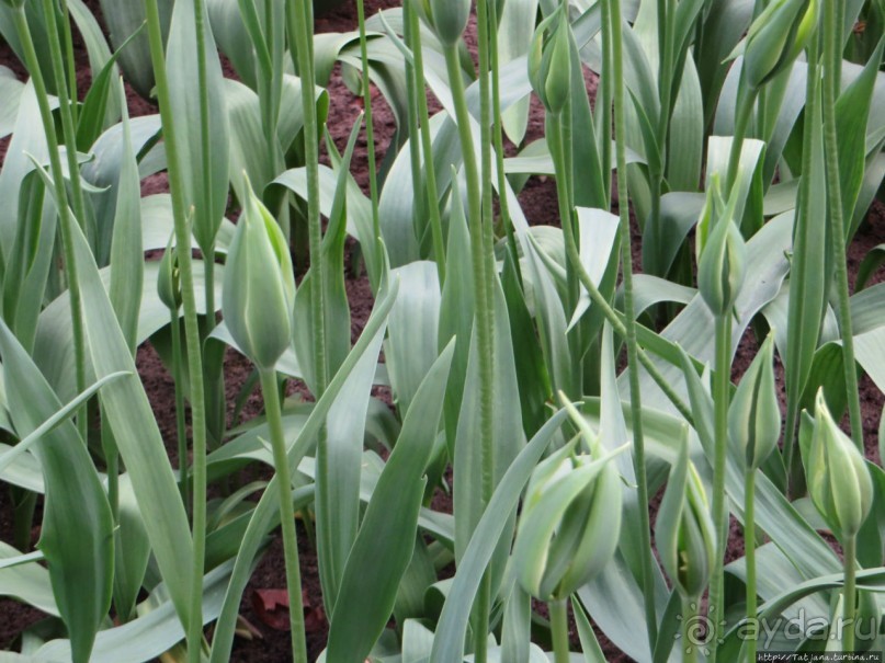 Тюльпаны из павильона Короля Голландии Willem-Alexander