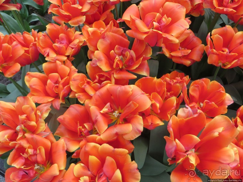 Тюльпаны из павильона Короля Голландии Willem-Alexander