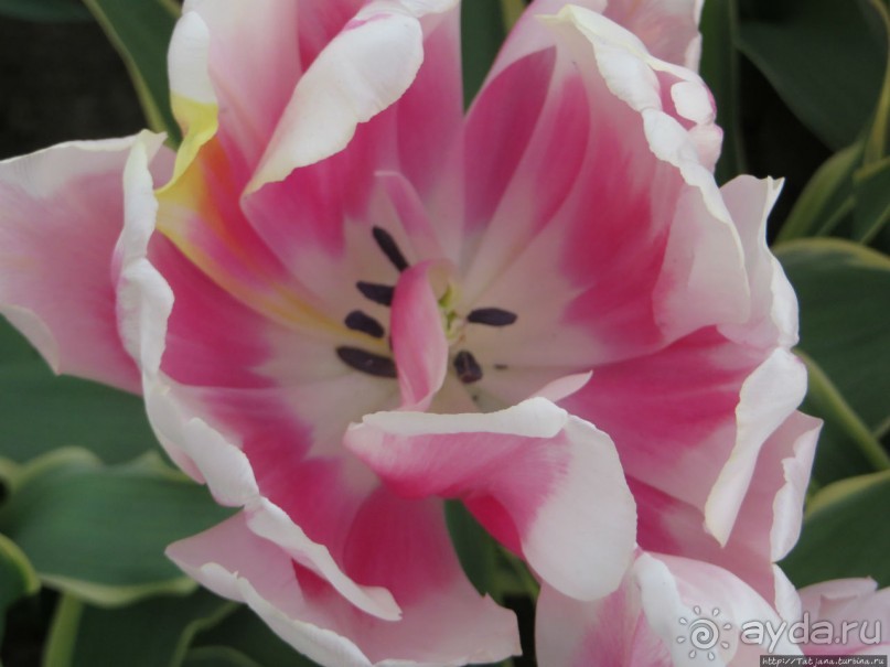 Тюльпаны из павильона Короля Голландии Willem-Alexander