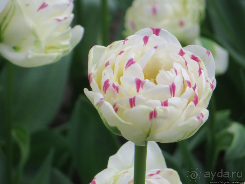 Тюльпаны из павильона Короля Голландии Willem-Alexander