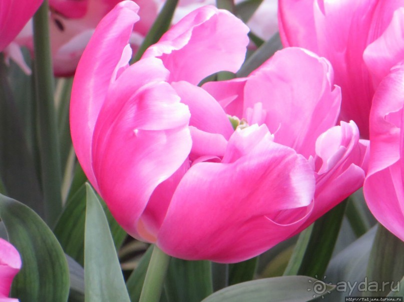 Тюльпаны из павильона Короля Голландии Willem-Alexander