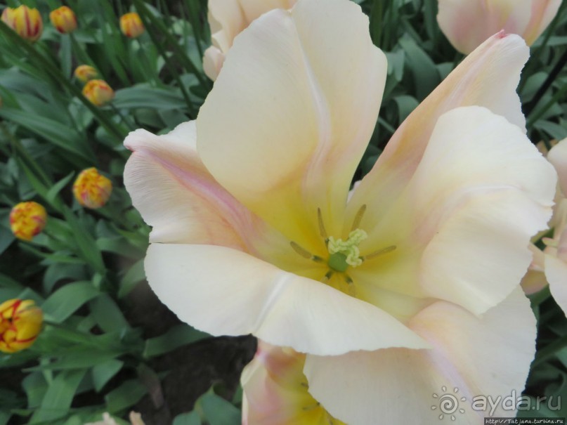 Тюльпаны из павильона Короля Голландии Willem-Alexander