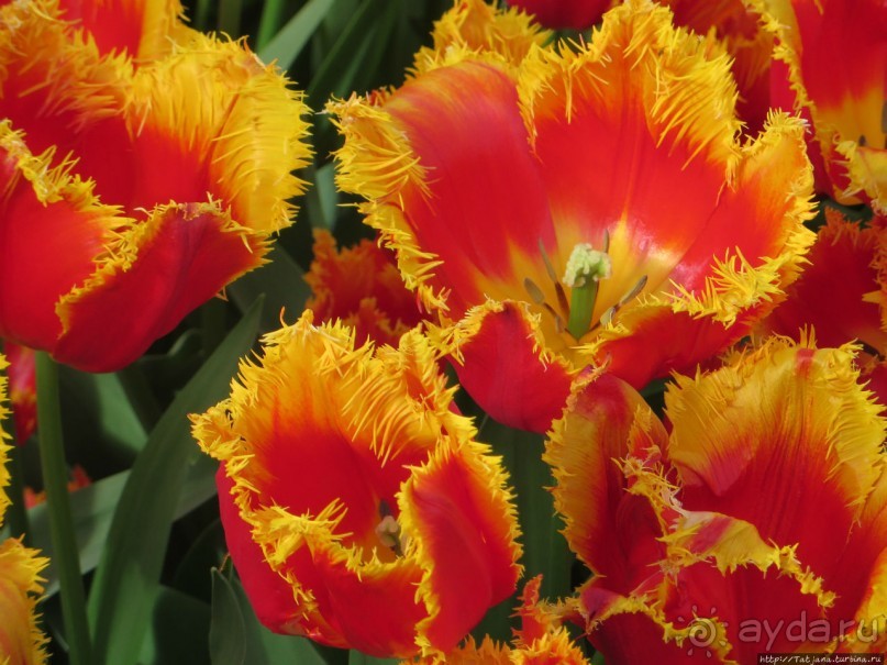 Тюльпаны из павильона Короля Голландии Willem-Alexander