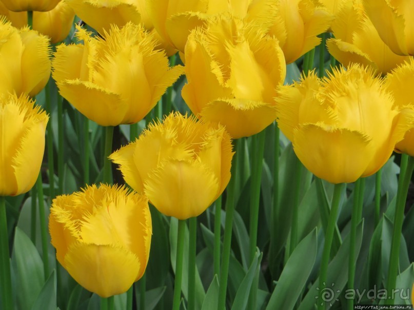 Тюльпаны из павильона Короля Голландии Willem-Alexander