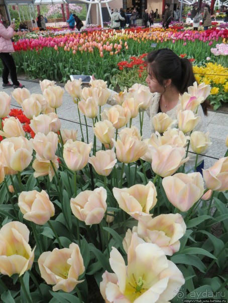 Тюльпаны из павильона Короля Голландии Willem-Alexander