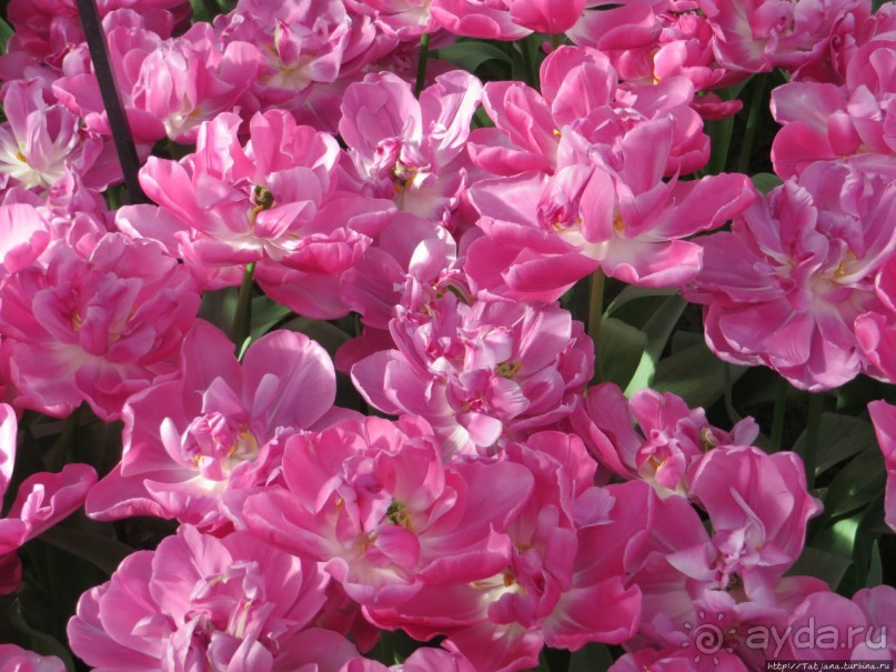 Тюльпаны из павильона Короля Голландии Willem-Alexander