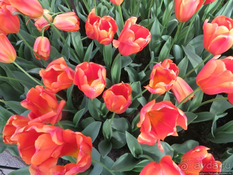 Тюльпаны из павильона Короля Голландии Willem-Alexander